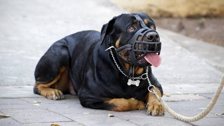 Uso de Focinheira em Cães: Uma Questão de Responsabilidade e Segurança Coletiva